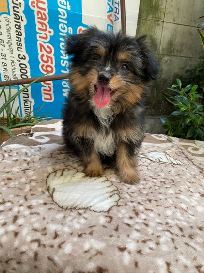 ปอมผสมชิสุ เด็กหญิง รูปที่ 5