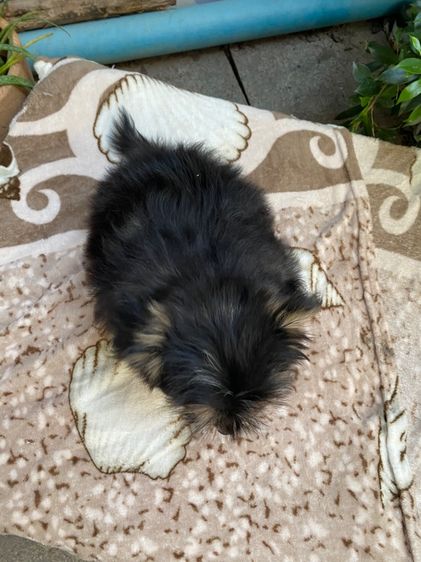 ปอมผสมชิสุ เด็กหญิง รูปที่ 7