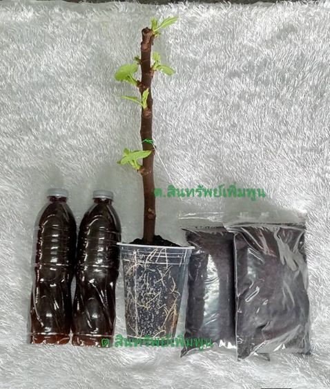 น้ำหมักปลาทะเลกับมูลค้างคาว รูปที่ 2