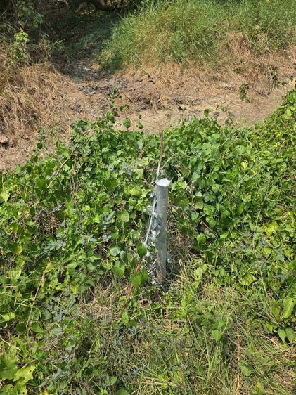 ขายที่ดิน 87 ตรว ติดถนนสาธารณะ แปลงมุม ประชาสำราญ แขวงคลองสิบสอง เขตหนองจอก กทม.  รูปที่ 2