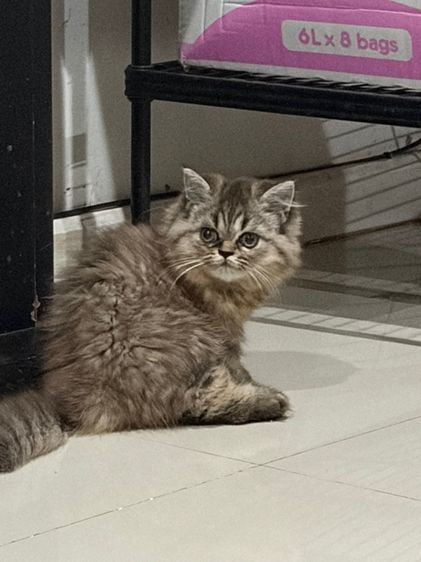 ขายชินชิล่าซิลเวอร์ รูปที่ 4