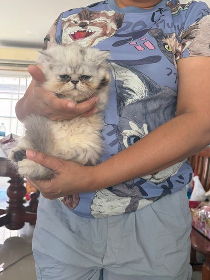 ขายชินชิล่าซิลเวอร์ รูปที่ 3