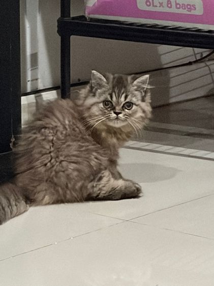 ขายชินชิล่าซิลเวอร์ รูปที่ 8