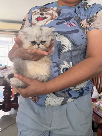 ขายชินชิล่าซิลเวอร์ รูปที่ 2