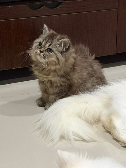 ขายชินชิล่าซิลเวอร์ รูปที่ 9