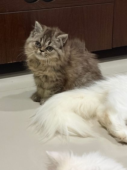 ขายชินชิล่าซิลเวอร์ รูปที่ 7