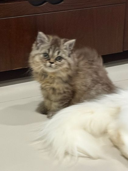 ขายชินชิล่าซิลเวอร์ รูปที่ 6