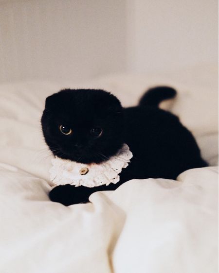 สก็อตติช รูปที่ 3