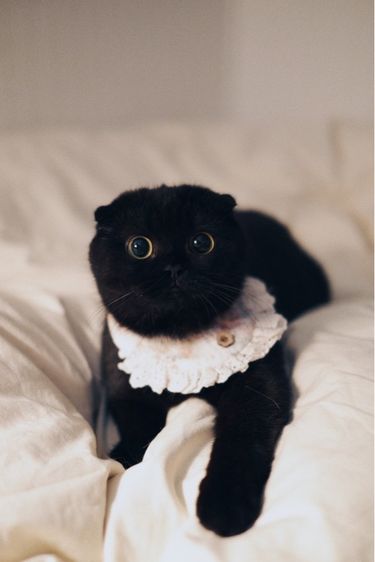 สก็อตติช โฟลด์ (Scottish Fold) สก็อตติช