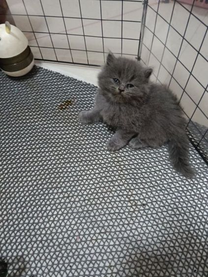 หาบ้านให้น้องเทาแรมโบเพศเมียพ่อสก๊อตแม่เปอร์เชียอายุ50วันน้องแข็งแรงไม่มีเชื้ราสนใจทักไลน์มานะค่าบ รูปที่ 8