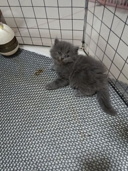 หาบ้านให้น้องเทาแรมโบเพศเมียพ่อสก๊อตแม่เปอร์เชียอายุ50วันน้องแข็งแรงไม่มีเชื้ราสนใจทักไลน์มานะค่าบ รูปที่ 5