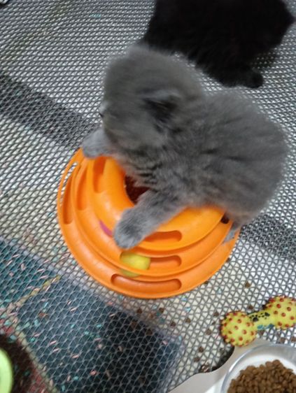 หาบ้านให้น้องเทาแรมโบเพศเมียพ่อสก๊อตแม่เปอร์เชียอายุ50วันน้องแข็งแรงไม่มีเชื้ราสนใจทักไลน์มานะค่าบ รูปที่ 2