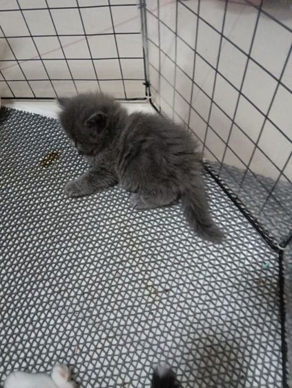 หาบ้านให้น้องเทาแรมโบเพศเมียพ่อสก๊อตแม่เปอร์เชียอายุ50วันน้องแข็งแรงไม่มีเชื้ราสนใจทักไลน์มานะค่าบ รูปที่ 6