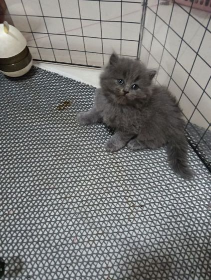 หาบ้านให้น้องเทาแรมโบเพศเมียพ่อสก๊อตแม่เปอร์เชียอายุ50วันน้องแข็งแรงไม่มีเชื้ราสนใจทักไลน์มานะค่าบ รูปที่ 11