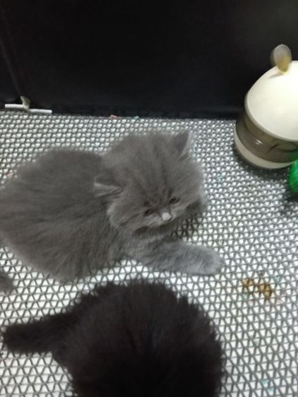 หาบ้านให้น้องเทาแรมโบเพศเมียพ่อสก๊อตแม่เปอร์เชียอายุ50วันน้องแข็งแรงไม่มีเชื้ราสนใจทักไลน์มานะค่าบ