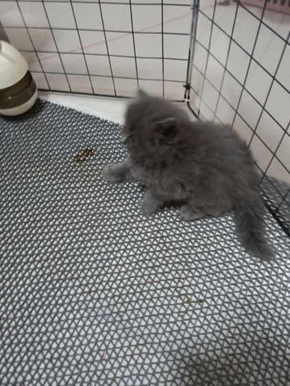 หาบ้านให้น้องเทาแรมโบเพศเมียพ่อสก๊อตแม่เปอร์เชียอายุ50วันน้องแข็งแรงไม่มีเชื้ราสนใจทักไลน์มานะค่าบ รูปที่ 7