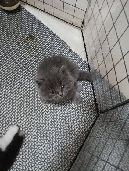 หาบ้านให้น้องเทาแรมโบเพศเมียพ่อสก๊อตแม่เปอร์เชียอายุ50วันน้องแข็งแรงไม่มีเชื้ราสนใจทักไลน์มานะค่าบ รูปที่ 12