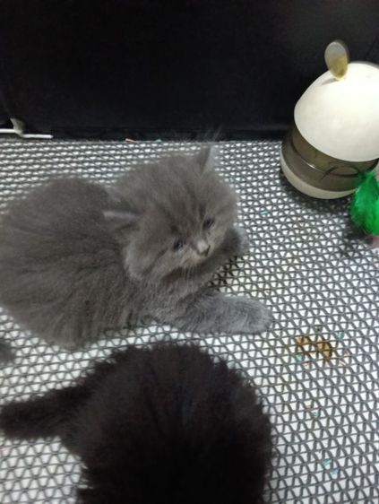 หาบ้านให้น้องเทาแรมโบเพศเมียพ่อสก๊อตแม่เปอร์เชียอายุ50วันน้องแข็งแรงไม่มีเชื้ราสนใจทักไลน์มานะค่าบ รูปที่ 3