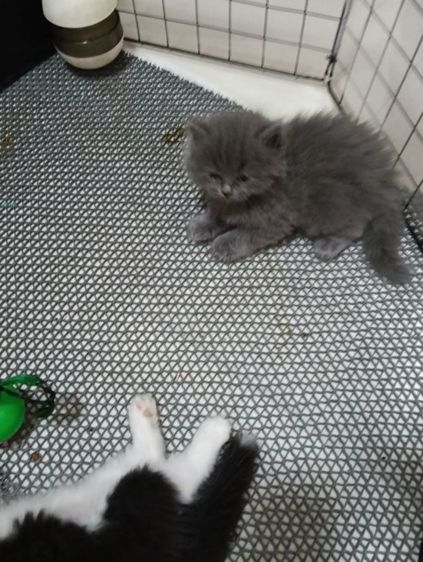 หาบ้านให้น้องเทาแรมโบเพศเมียพ่อสก๊อตแม่เปอร์เชียอายุ50วันน้องแข็งแรงไม่มีเชื้ราสนใจทักไลน์มานะค่าบ รูปที่ 10