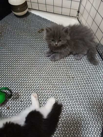 หาบ้านให้น้องเทาแรมโบเพศเมียพ่อสก๊อตแม่เปอร์เชียอายุ50วันน้องแข็งแรงไม่มีเชื้ราสนใจทักไลน์มานะค่าบ รูปที่ 9