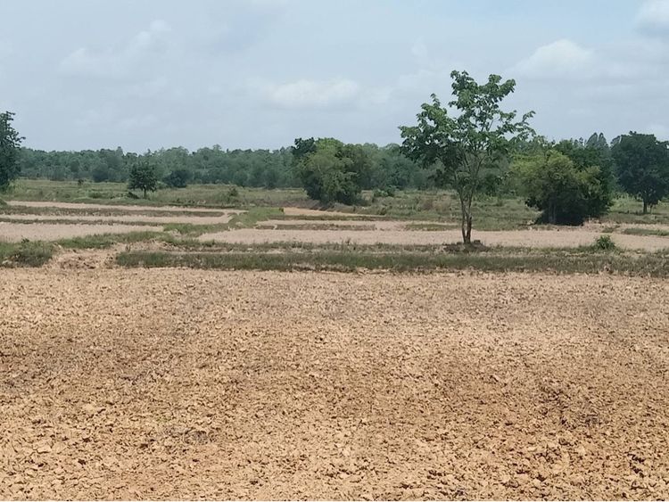 🌿 ขายที่ดิน 3 แปลงติดกัน – เนื้อที่สวย ทำเลดี ต.บ้านเล่า อ.เมืองชัยภูมิ 🌿 รูปที่ 4