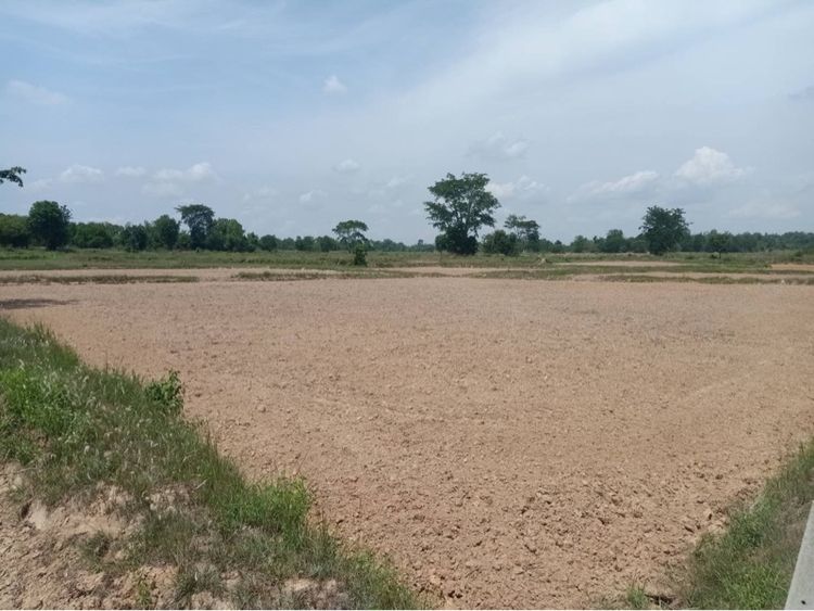 🌿 ขายที่ดิน 3 แปลงติดกัน – เนื้อที่สวย ทำเลดี ต.บ้านเล่า อ.เมืองชัยภูมิ 🌿 รูปที่ 2