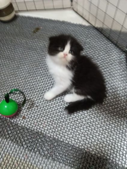 หาบ้านให้น้องแพนด้าตากลมลูกครึ่งสก๊อตเปอร์เชียน้องอายุ50วันเพศเมียร่างกายแข็งแรงไม่มีเชื้อราสนใจทักไลน์มาได้ค่าบ รูปที่ 2