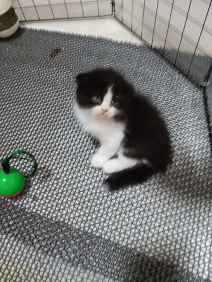 หาบ้านให้น้องแพนด้าตากลมลูกครึ่งสก๊อตเปอร์เชียน้องอายุ50วันเพศเมียร่างกายแข็งแรงไม่มีเชื้อราสนใจทักไลน์มาได้ค่าบ รูปที่ 4