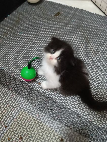 หาบ้านให้น้องแพนด้าตากลมลูกครึ่งสก๊อตเปอร์เชียน้องอายุ50วันเพศเมียร่างกายแข็งแรงไม่มีเชื้อราสนใจทักไลน์มาได้ค่าบ รูปที่ 3