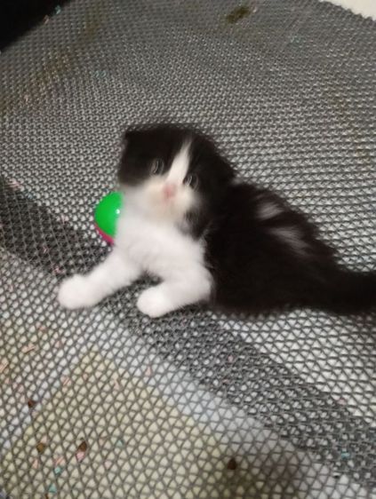 หาบ้านให้น้องแพนด้าตากลมลูกครึ่งสก๊อตเปอร์เชียน้องอายุ50วันเพศเมียร่างกายแข็งแรงไม่มีเชื้อราสนใจทักไลน์มาได้ค่าบ