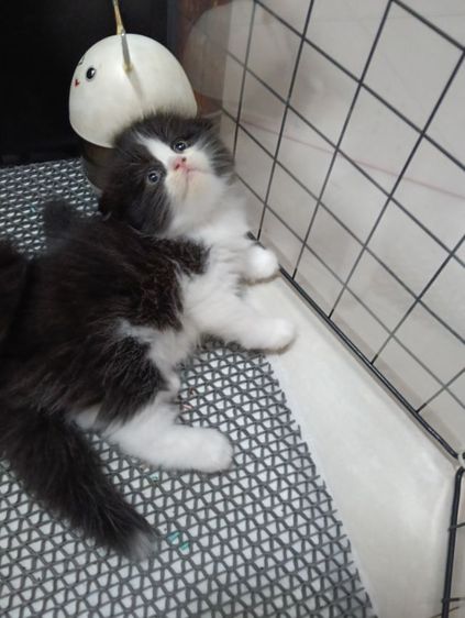 หาบ้านให้น้องแพนด้าตากลมลูกครึ่งสก๊อตเปอร์เชียน้องอายุ50วันเพศเมียร่างกายแข็งแรงไม่มีเชื้อราสนใจทักไลน์มาได้ค่าบ รูปที่ 8