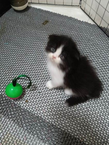 หาบ้านให้น้องแพนด้าตากลมลูกครึ่งสก๊อตเปอร์เชียน้องอายุ50วันเพศเมียร่างกายแข็งแรงไม่มีเชื้อราสนใจทักไลน์มาได้ค่าบ รูปที่ 6