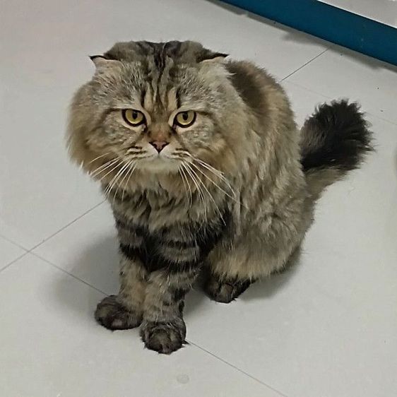 หาบ้านให้น้องแพนด้าตากลมลูกครึ่งสก๊อตเปอร์เชียน้องอายุ50วันเพศเมียร่างกายแข็งแรงไม่มีเชื้อราสนใจทักไลน์มาได้ค่าบ รูปที่ 10