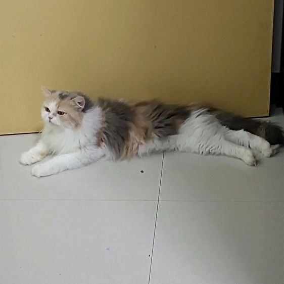 หาบ้านให้น้องแพนด้าตากลมลูกครึ่งสก๊อตเปอร์เชียน้องอายุ50วันเพศเมียร่างกายแข็งแรงไม่มีเชื้อราสนใจทักไลน์มาได้ค่าบ รูปที่ 11