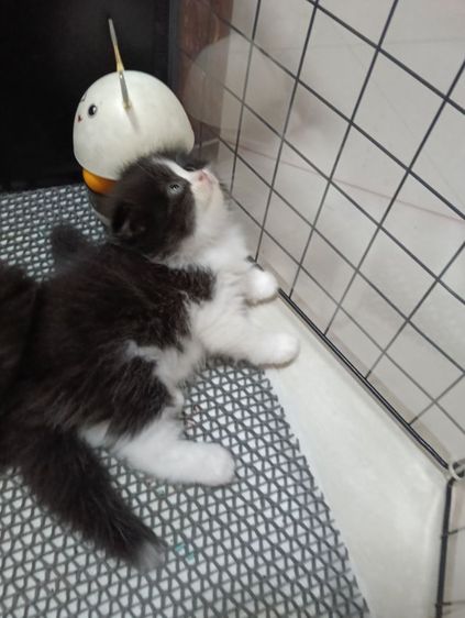 หาบ้านให้น้องแพนด้าตากลมลูกครึ่งสก๊อตเปอร์เชียน้องอายุ50วันเพศเมียร่างกายแข็งแรงไม่มีเชื้อราสนใจทักไลน์มาได้ค่าบ รูปที่ 5