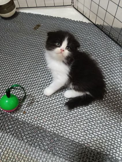 หาบ้านให้น้องแพนด้าตากลมลูกครึ่งสก๊อตเปอร์เชียน้องอายุ50วันเพศเมียร่างกายแข็งแรงไม่มีเชื้อราสนใจทักไลน์มาได้ค่าบ รูปที่ 9