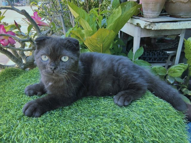 น้องแมวมันช์กิ้น รูปที่ 4