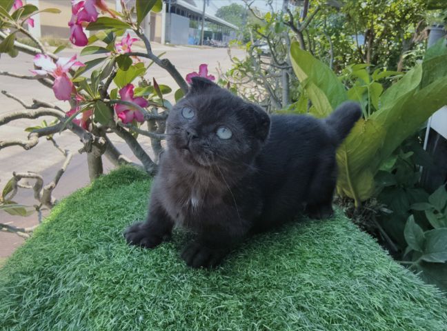 น้องแมวมันช์กิ้น