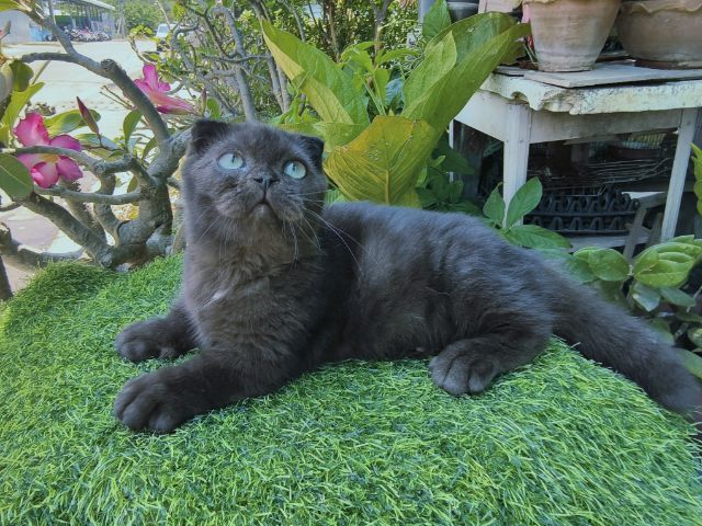 น้องแมวมันช์กิ้น รูปที่ 3