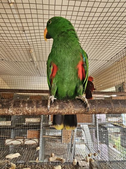 อิเลคตัส พร้อมทำ  ดอนเมือง 0815818535 รูปที่ 10