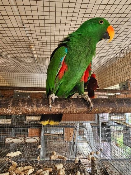 อิเลคตัส พร้อมทำ  ดอนเมือง 0815818535 รูปที่ 6