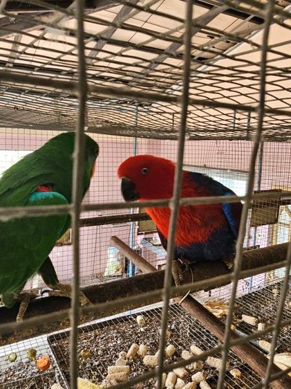 อิเลคตัส พร้อมทำ  ดอนเมือง 0815818535 รูปที่ 2