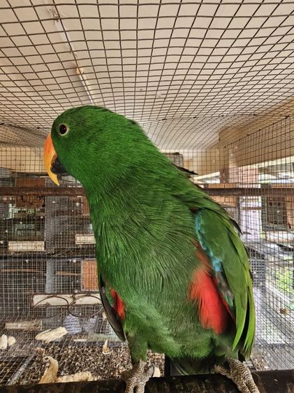 อิเลคตัส พร้อมทำ  ดอนเมือง 0815818535 รูปที่ 8