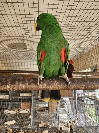 electus คู่ ผู้เมีย นกพร้อมทำ รูปที่ 8