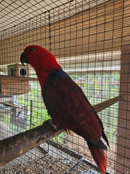 electus คู่ ผู้เมีย นกพร้อมทำ รูปที่ 4