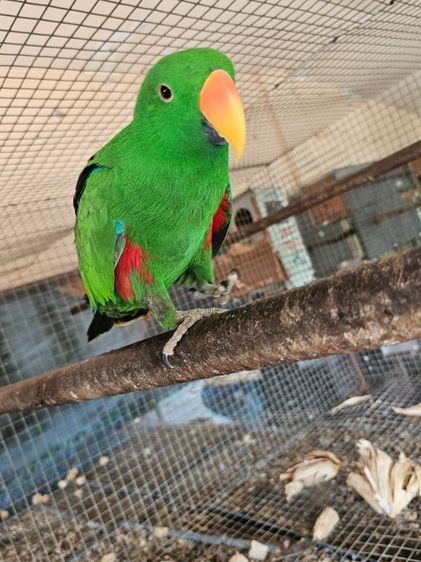 electus คู่ ผู้เมีย นกพร้อมทำ รูปที่ 10