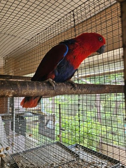 electus คู่ ผู้เมีย นกพร้อมทำ รูปที่ 3