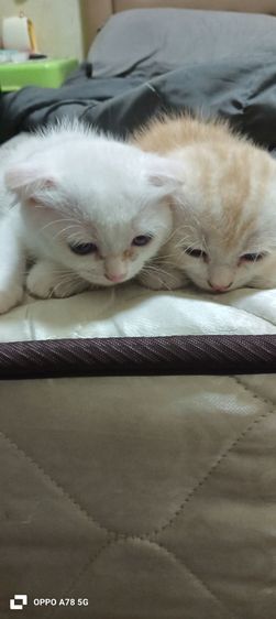 scottish 2 เดือนกว่าสีขาวล้วนเป็นตัวผู้ที่เหลือเป็นตัวเมียค่ะ รูปที่ 3