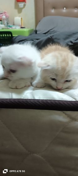 scottish 2 เดือนกว่าสีขาวล้วนเป็นตัวผู้ที่เหลือเป็นตัวเมียค่ะ รูปที่ 6