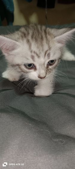 scottish 2 เดือนกว่าสีขาวล้วนเป็นตัวผู้ที่เหลือเป็นตัวเมียค่ะ รูปที่ 4